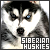  Siberian Huskies: 
